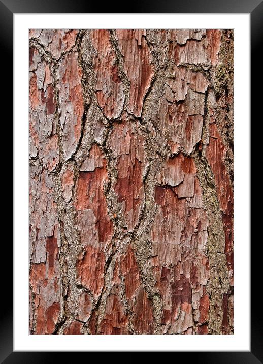 Bark on a Pine Tree Framed Mounted Print by Bob Walker