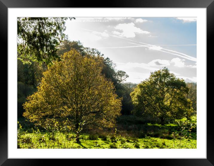 Respryn woodland clearing in the low sunlight Framed Mounted Print by Bob Walker