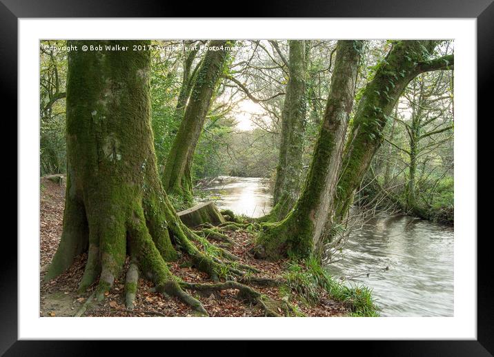 Moss on the Woods by the River Fowey Framed Mounted Print by Bob Walker