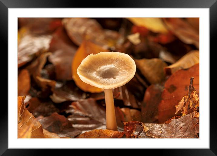 Autumn Fungi Framed Mounted Print by Mal Spain