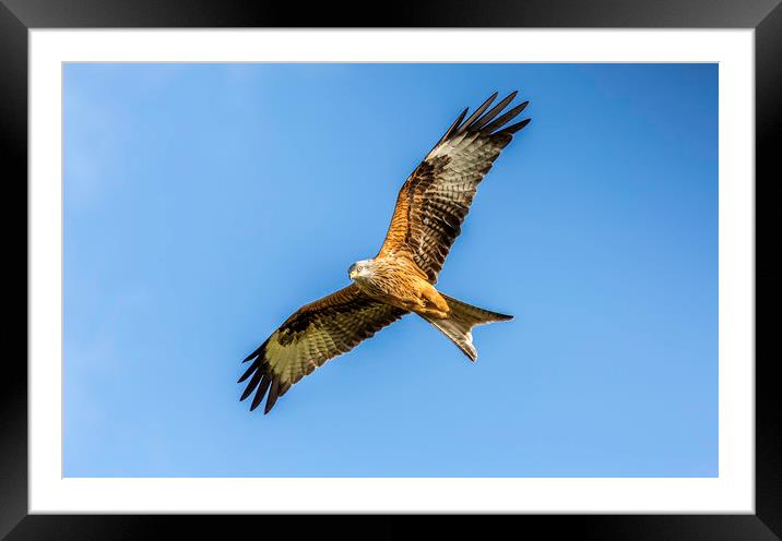 Red Kite Framed Mounted Print by Mal Spain