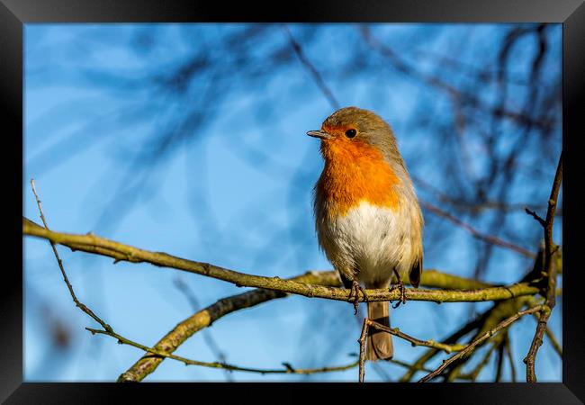 Robin Redbreast Framed Print by Mal Spain