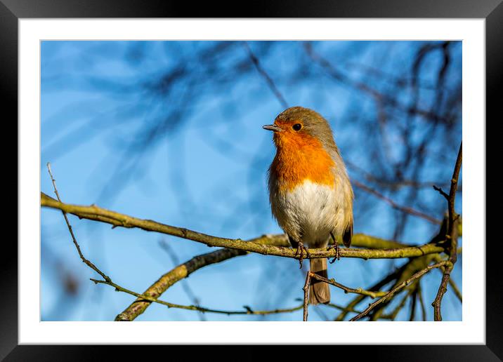 Robin Redbreast Framed Mounted Print by Mal Spain
