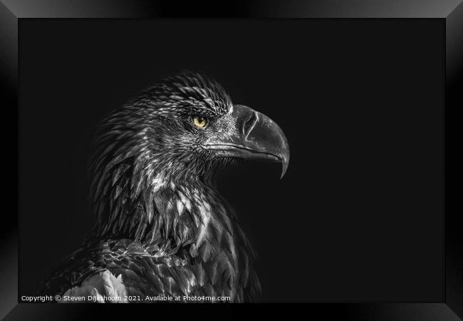 Eagle on a black background Framed Print by Steven Dijkshoorn