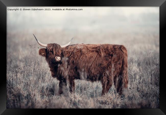 A brown cow standing on top of a dry grass field Framed Print by Steven Dijkshoorn
