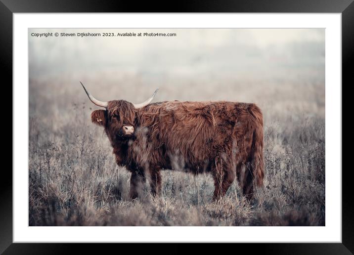 A brown cow standing on top of a dry grass field Framed Mounted Print by Steven Dijkshoorn