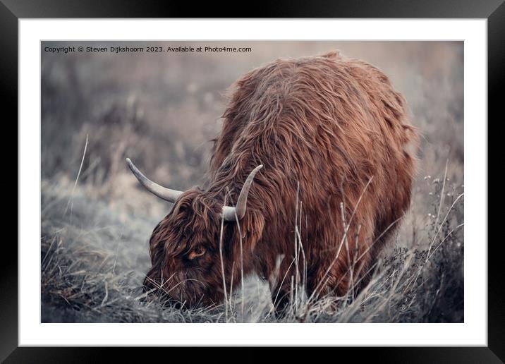 A grazing Scottish Highlander Framed Mounted Print by Steven Dijkshoorn