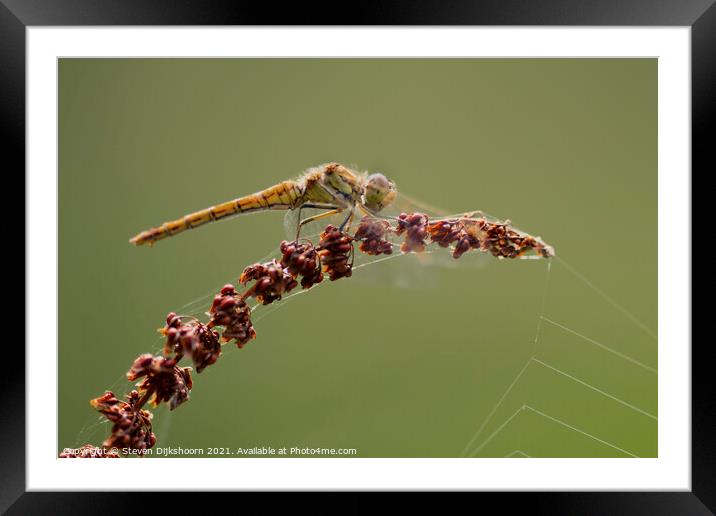 A yellow dragonfly on a red branch Framed Mounted Print by Steven Dijkshoorn