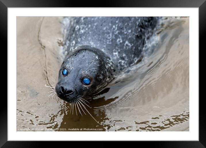 A seal with blue eyes in the water Framed Mounted Print by Steven Dijkshoorn
