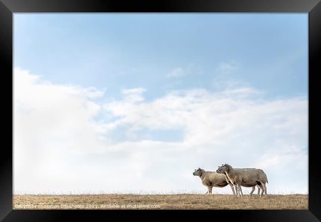 A herd of sheep and a bird Framed Print by Steven Dijkshoorn