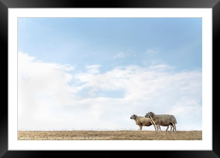 A herd of sheep and a bird Framed Mounted Print by Steven Dijkshoorn