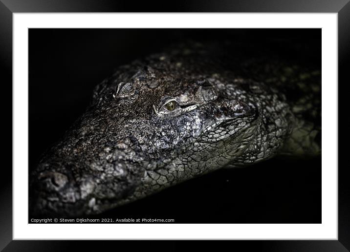 The portrait of a crocodile Framed Mounted Print by Steven Dijkshoorn