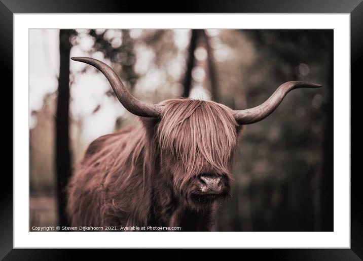Scottish Highlander  Framed Mounted Print by Steven Dijkshoorn