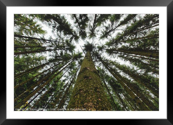 Upright trees in the forest from a frog perspective Framed Mounted Print by Steven Dijkshoorn