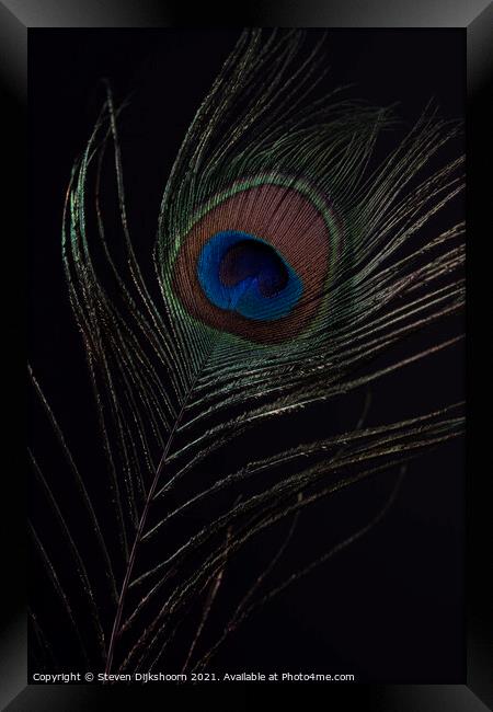 Peacocks feather Framed Print by Steven Dijkshoorn