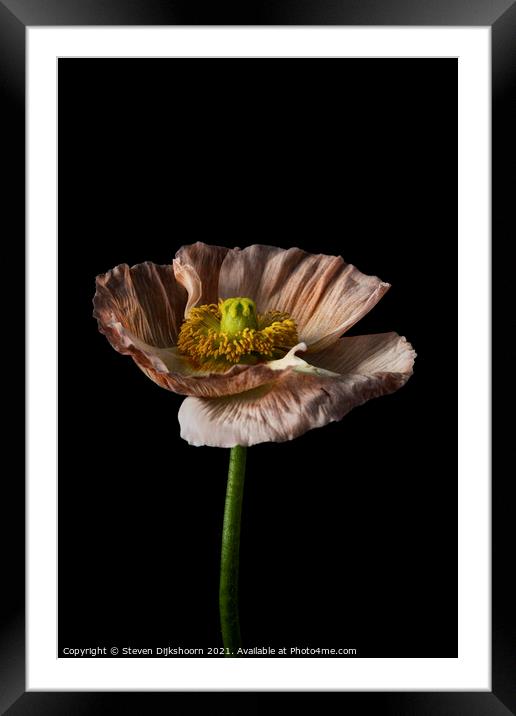 Still Life flower color portrait Framed Mounted Print by Steven Dijkshoorn