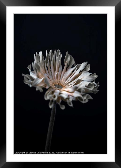 Stil Life Flower Framed Mounted Print by Steven Dijkshoorn