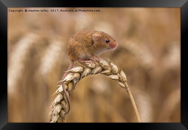 Harvest Mouse (micromys minutus) on ear of corn Framed Print by stephen tolley