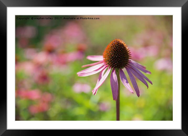 Echinacea (cone flower)  Framed Mounted Print by stephen tolley
