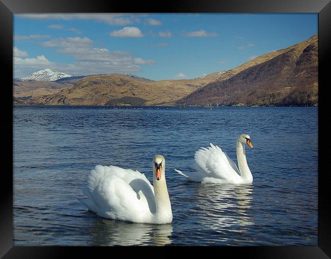 Swans on Loch Etive Framed Print by David Wilson