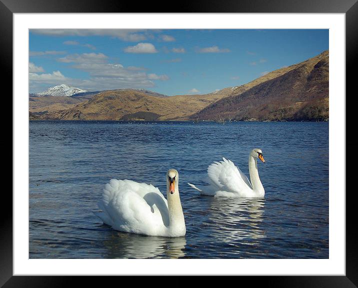 Swans on Loch Etive Framed Mounted Print by David Wilson