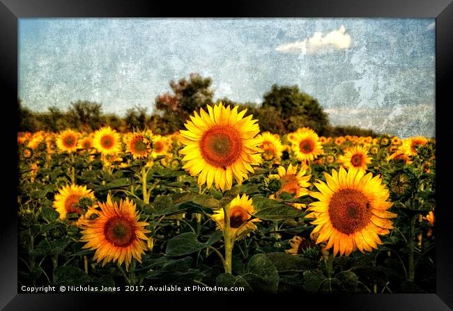Not A Van Gogh Sunflower! Framed Print by Nicholas Jones