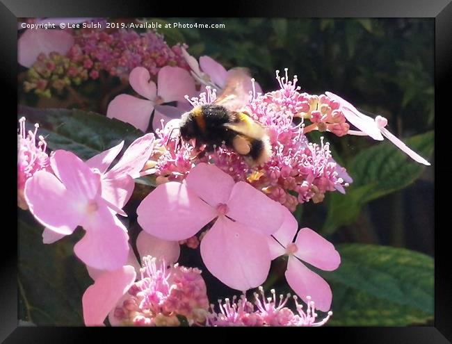 Bumble Bee on flower Framed Print by Lee Sulsh