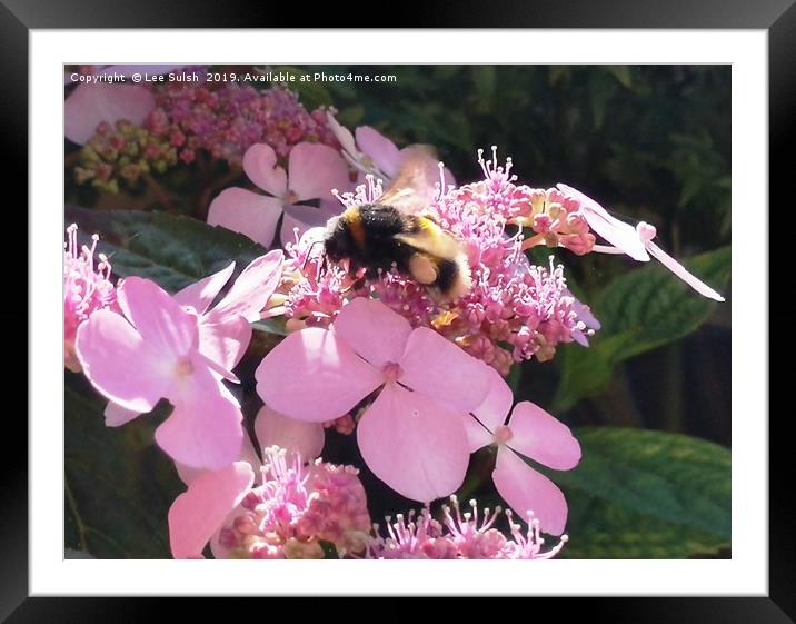 Bumble Bee on flower Framed Mounted Print by Lee Sulsh