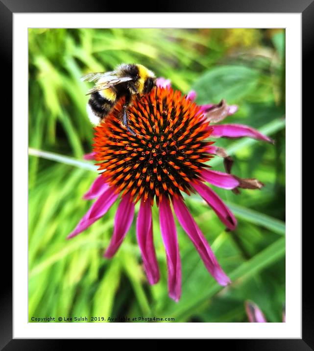 Busy Bee Framed Mounted Print by Lee Sulsh