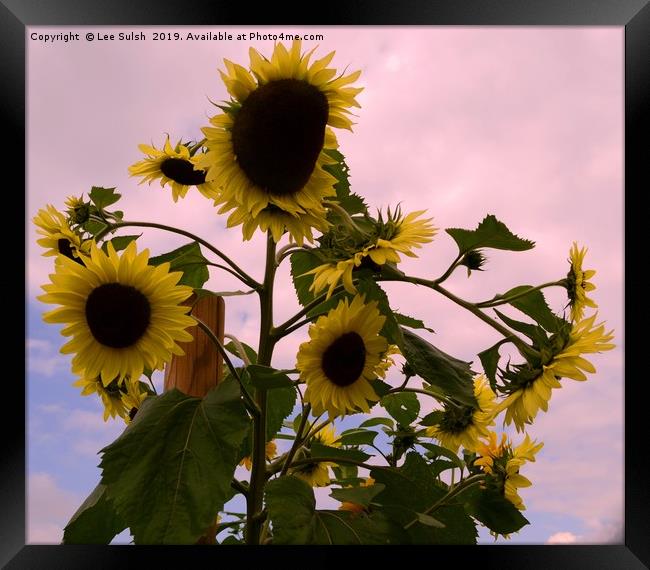 Sunflowers - Not suitable for canvas wrap Framed Print by Lee Sulsh