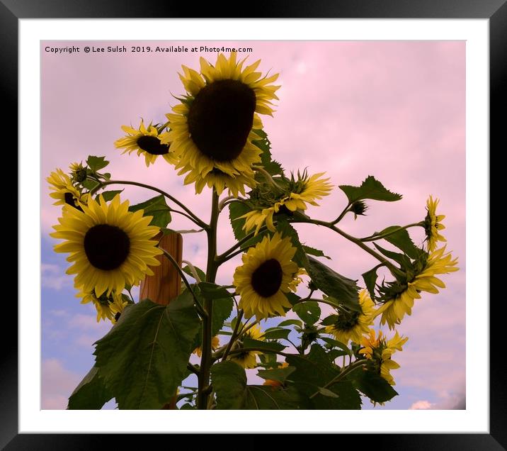 Sunflowers - Not suitable for canvas wrap Framed Mounted Print by Lee Sulsh