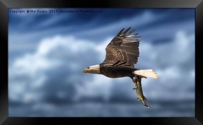 Bald Eagle with a Fish Framed Print by Mal Durbin