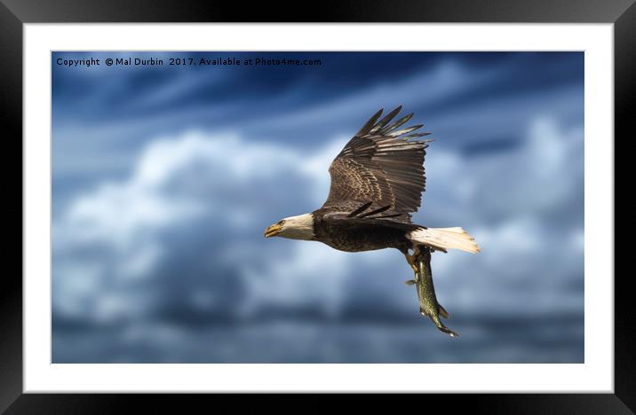 Bald Eagle with a Fish Framed Mounted Print by Mal Durbin