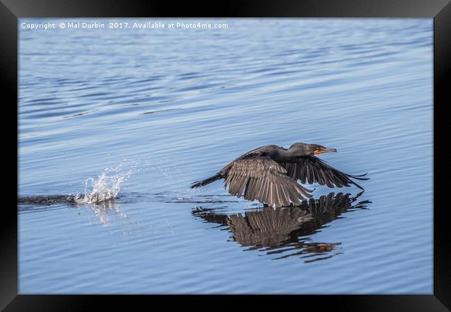 Cormorant low flying over Water Framed Print by Mal Durbin