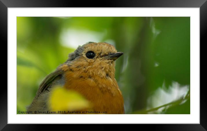 Erithacus rubecula Framed Mounted Print by Ieuan Evans