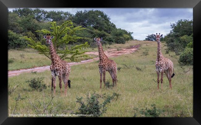 giraffe in south africa Framed Print by Chris Willemsen