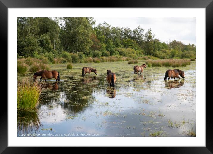a group of horses in the water in holland Framed Mounted Print by Chris Willemsen