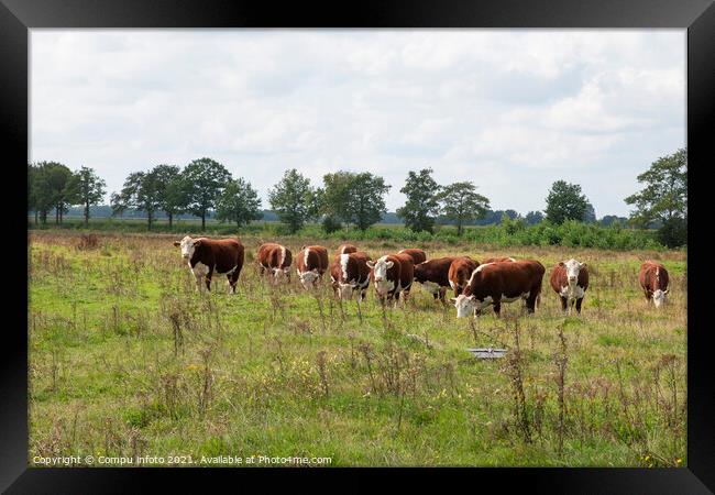 A groiup of blaarkop cows in dutch nature Framed Print by Chris Willemsen