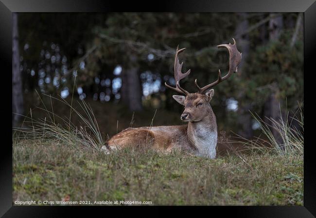 deer in the wild nature in the netherlands Framed Print by Chris Willemsen