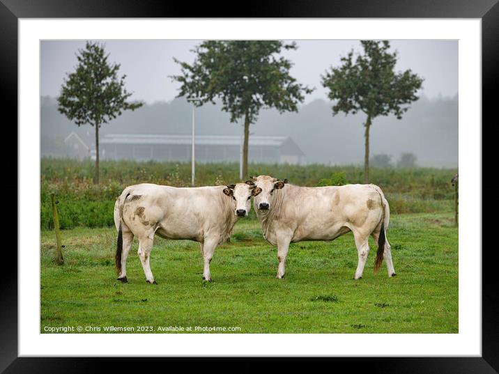 two white cows in a field from the breed pimont Framed Mounted Print by Chris Willemsen