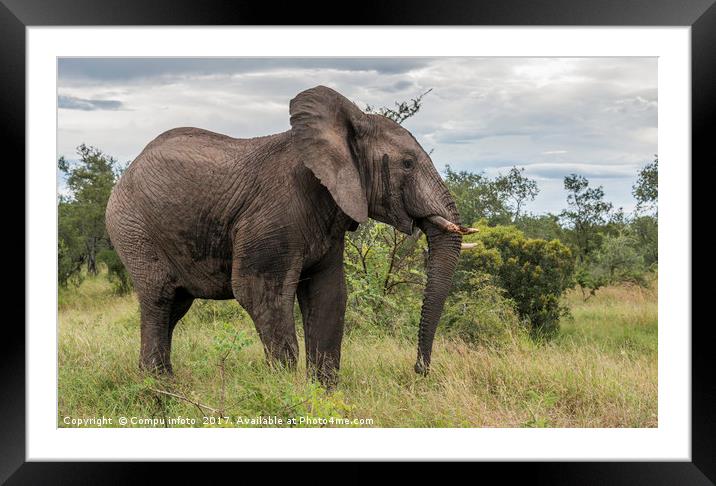 big elephant in kruger park Framed Mounted Print by Chris Willemsen