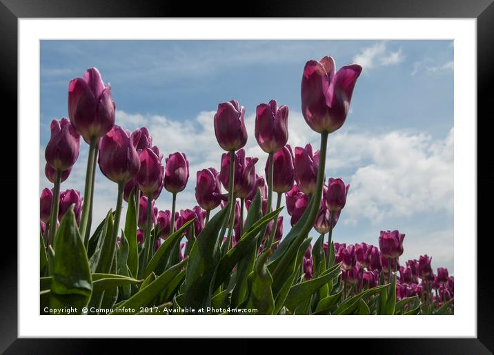 pink tulips Framed Mounted Print by Chris Willemsen