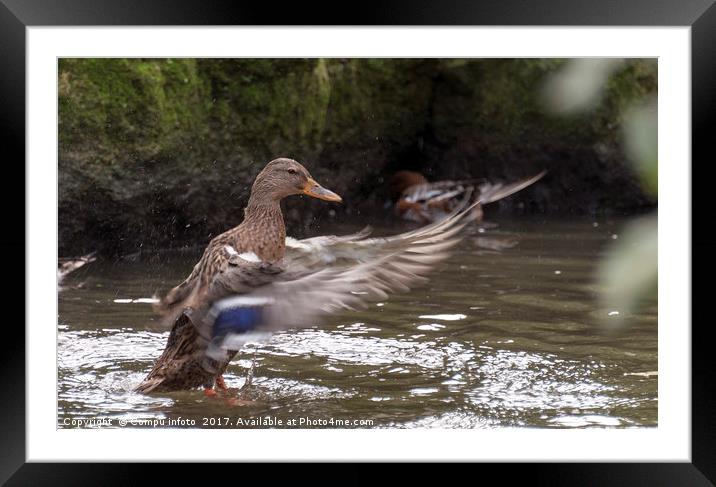 duck with splashes water Framed Mounted Print by Chris Willemsen