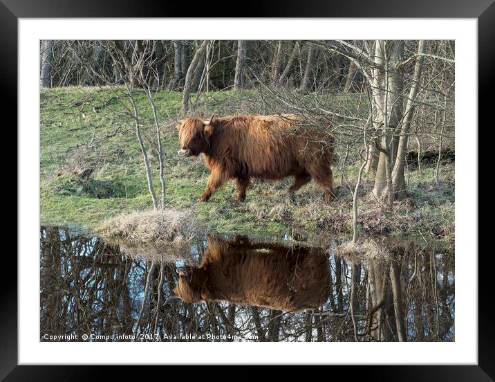 galloway deer with treflection in the water Framed Mounted Print by Chris Willemsen
