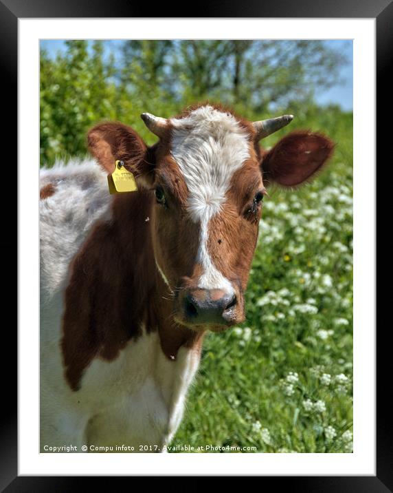 cow Framed Mounted Print by Chris Willemsen