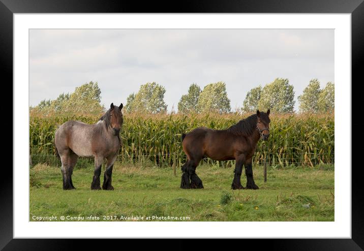 couple of brown horses Framed Mounted Print by Chris Willemsen