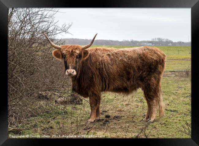 old mammal galloway cow with horns Framed Print by Chris Willemsen