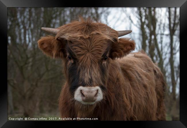 young galloway cow Framed Print by Chris Willemsen