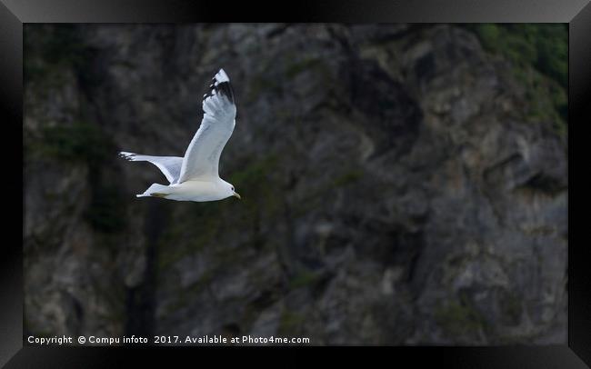 flying seagull with rocks as background Framed Print by Chris Willemsen