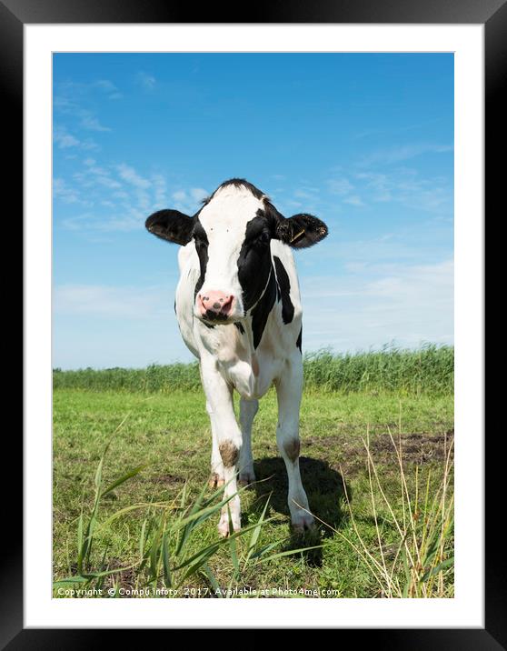 cow looking at camera Framed Mounted Print by Chris Willemsen